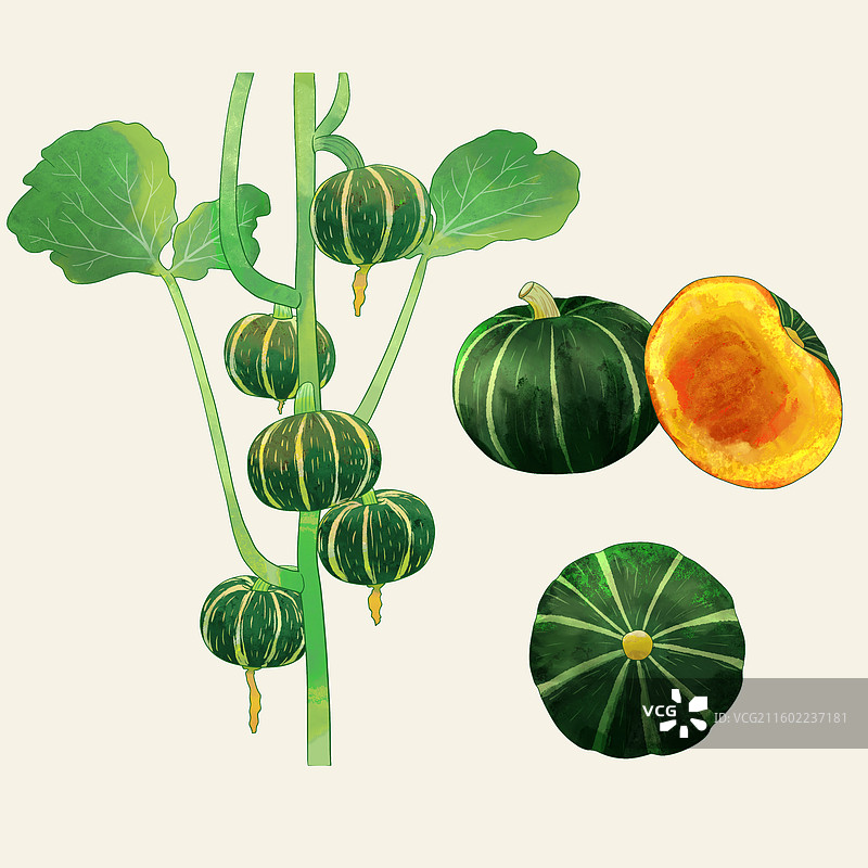 手绘水彩农产品贝贝南瓜图片素材