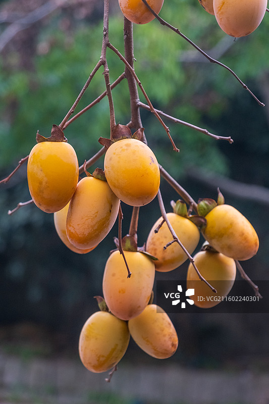 无人,水果,特写,自然,食品,户外,清新,叶子,树,枝,健康食物,生长,饮食,农业,柿子图片素材