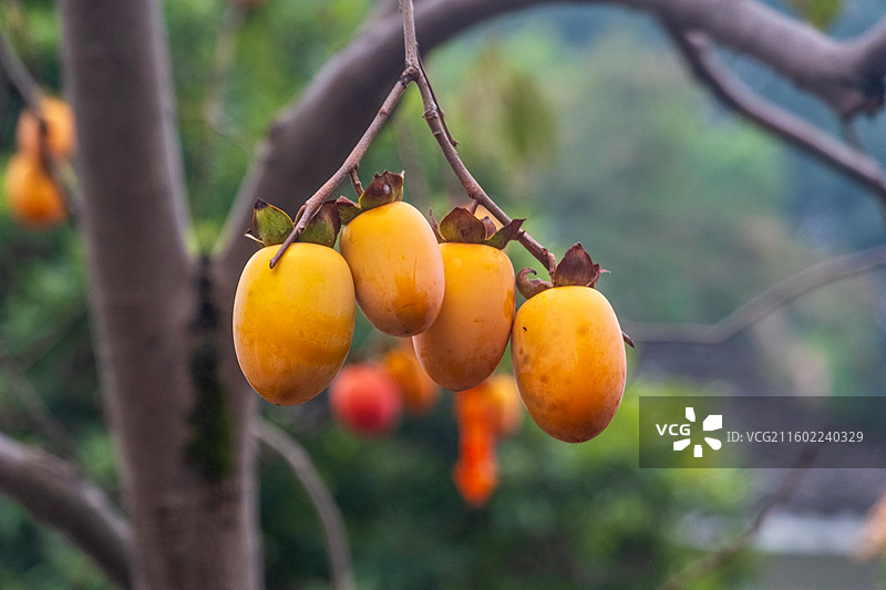 无人,水果,特写,自然,食品,户外,清新,叶子,树,枝,健康食物,生长,饮食,农业,柿子图片素材