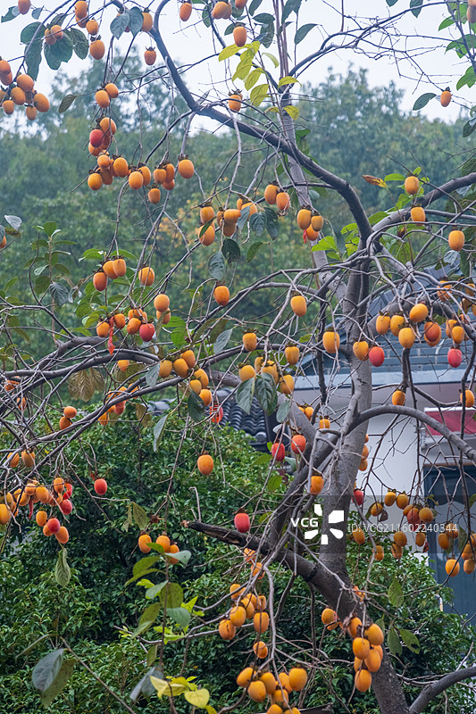 无人,水果,特写,自然,食品,户外,清新,叶子,树,枝,健康食物,生长,饮食,农业,柿子图片素材