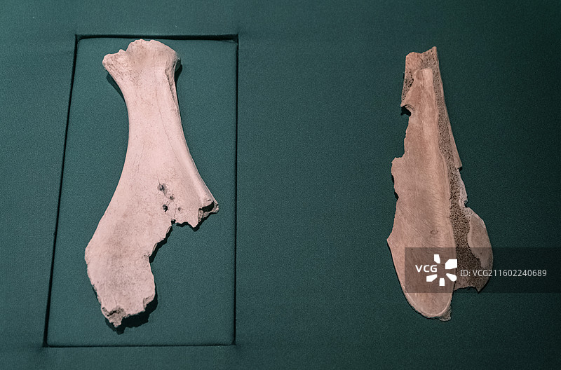 上博东馆，齐家文化和西周时期的卜骨图片素材