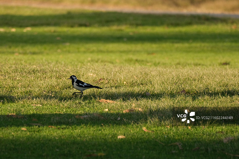 夕阳光辉下鸟儿也惬意图片素材