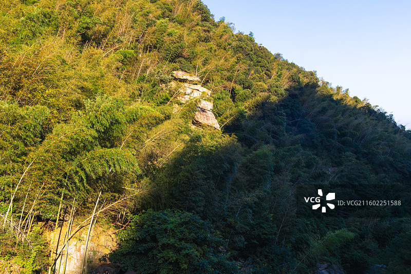 江西省九江市庐山市森林中树木的高角度视图图片素材