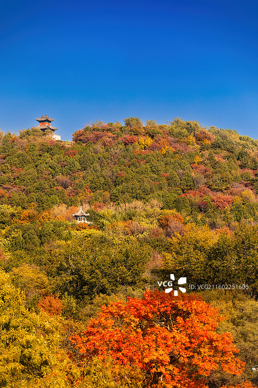 北京八大处公园满山红叶图片素材