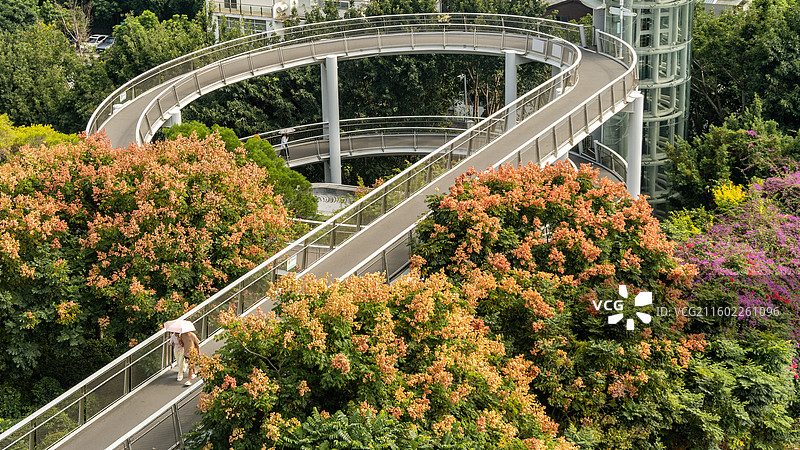 厦门山海步道和栾树图片素材