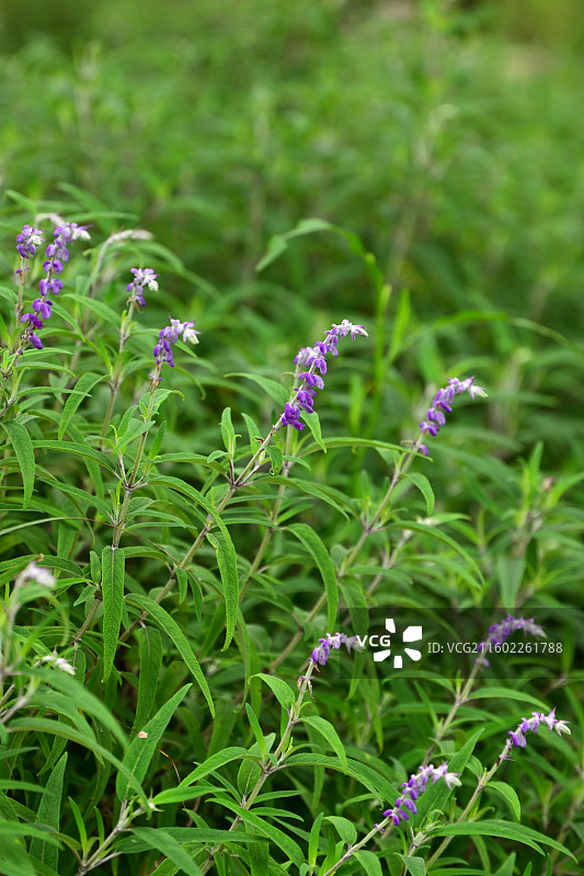 墨西哥鼠尾草图片素材
