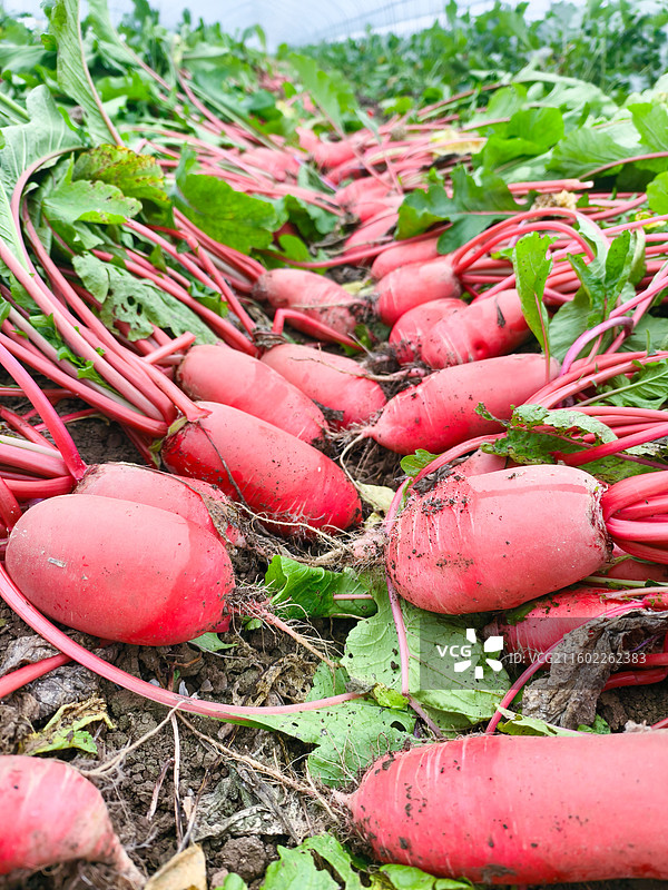 农田里的红萝卜图片素材