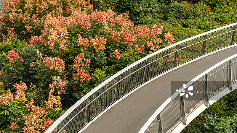 厦门山海步道和栾树图片素材