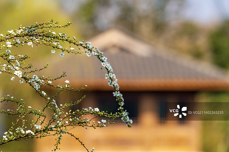 珍珠绣线菊图片素材