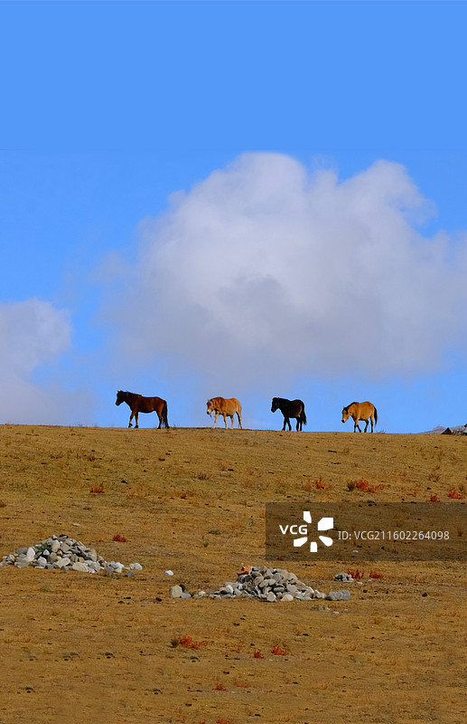 草原上的牛马图片素材