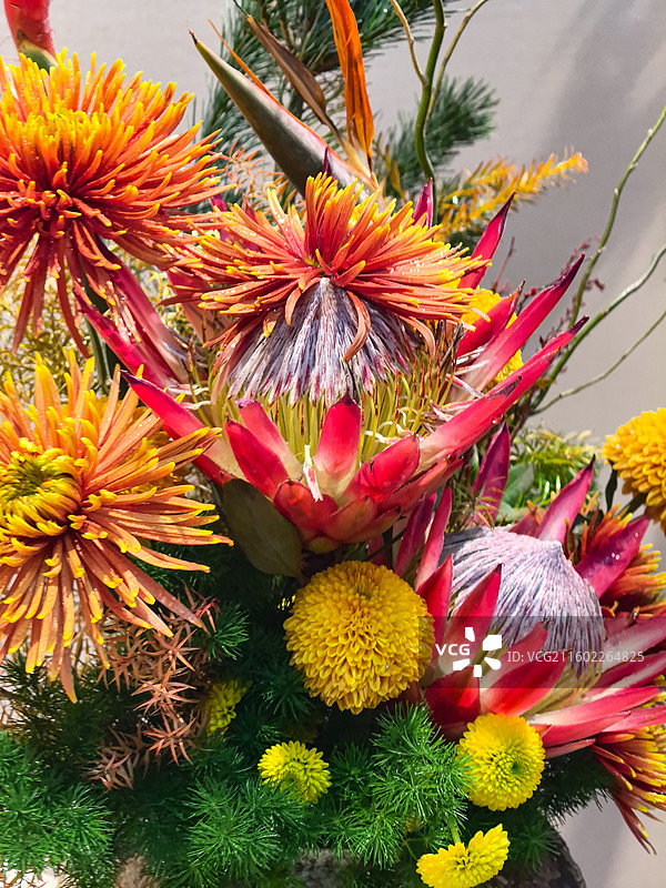 秋天北海公园的菊花图片素材