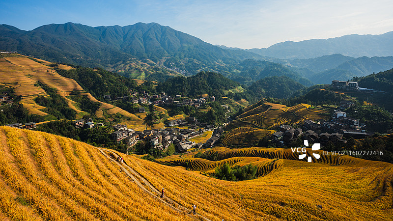 广西桂林龙胜龙脊梯田金黄稻子大山农村寨子风光图片素材