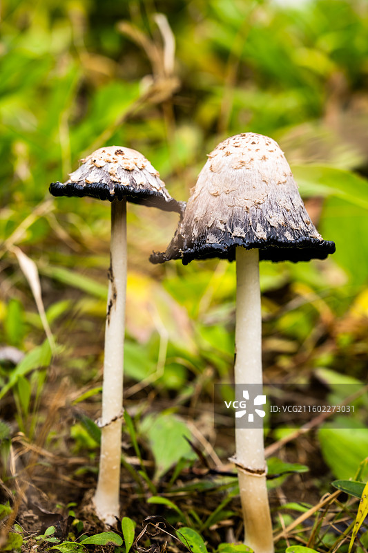 野蘑菇特写图片素材