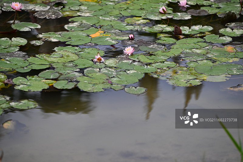 成都北湖生态公园，湖景图片素材