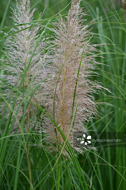 蒲苇图片素材