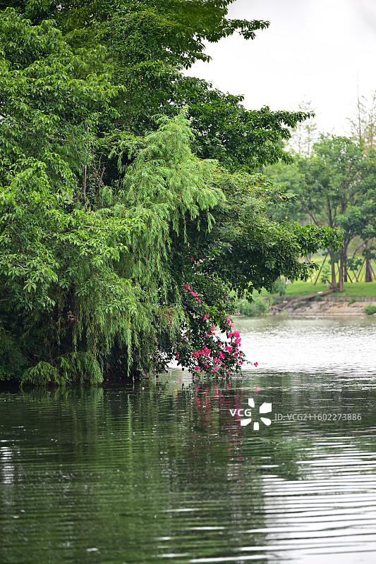 成都北湖生态公园，湖景图片素材
