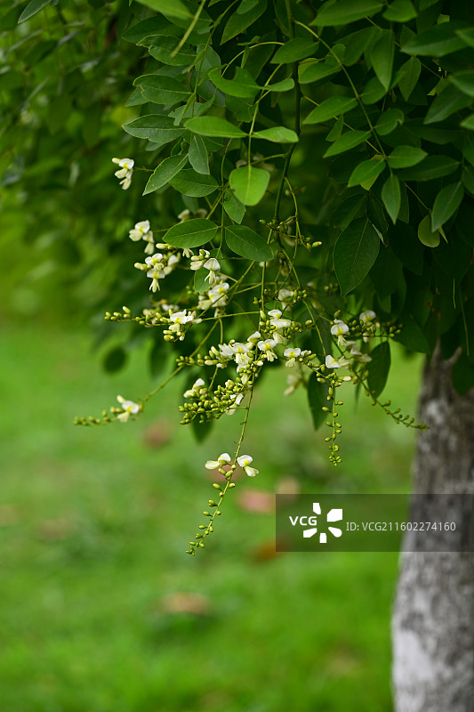 成都北湖生态公园图片素材
