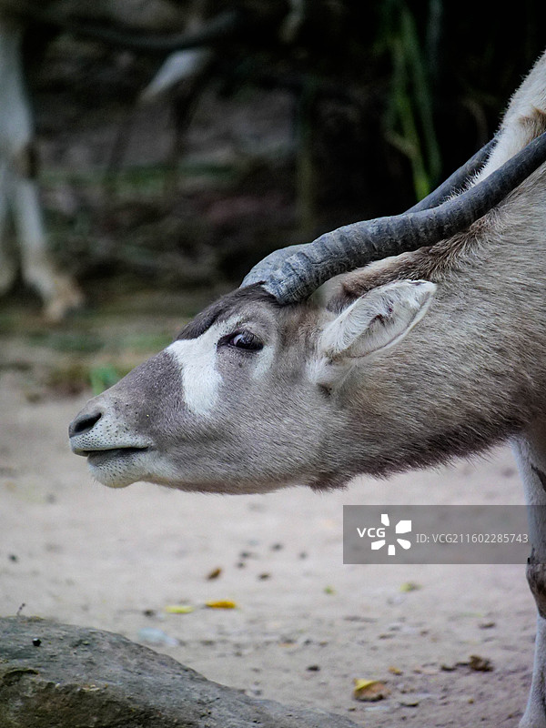 表情包旋角羚的搞笑眼神图片素材