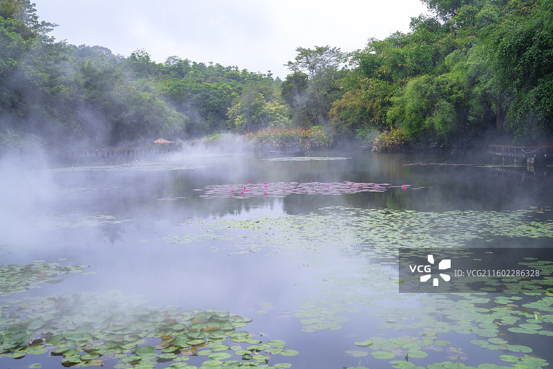 仙境般的南宁市青秀山桂花园赏荷湖美丽风景图片素材