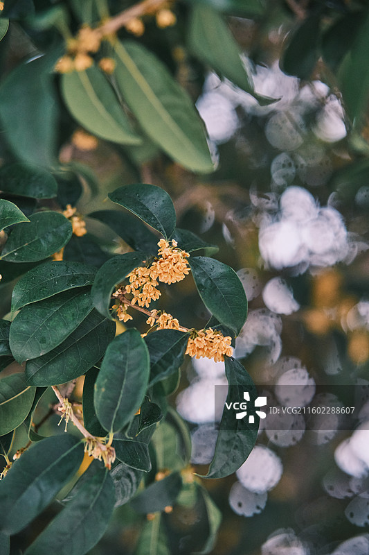 雨中桂花图片素材