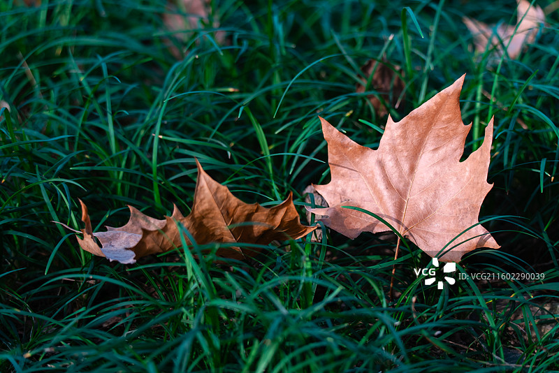 蠡湖中央公园梧桐秋叶图片素材