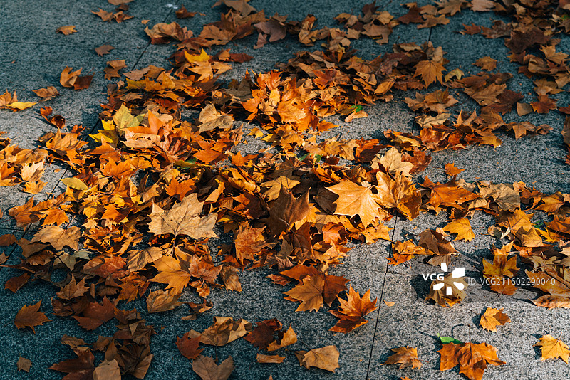 蠡湖中央公园梧桐秋叶图片素材