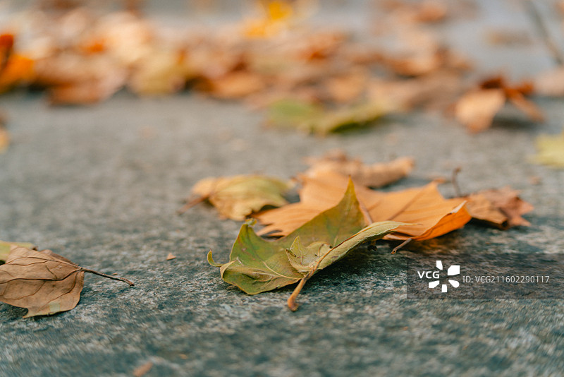 蠡湖中央公园梧桐秋叶图片素材