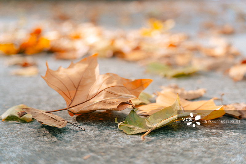 蠡湖中央公园梧桐秋叶图片素材