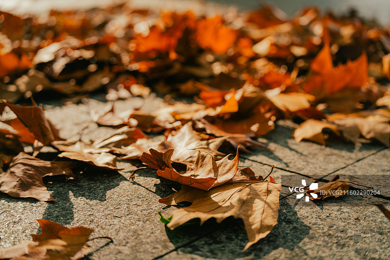 蠡湖中央公园梧桐秋叶图片素材