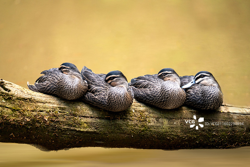 斑驳鸭图片素材