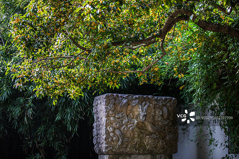 无锡锡惠公园盛开的桂花和龙纹石碑图片素材