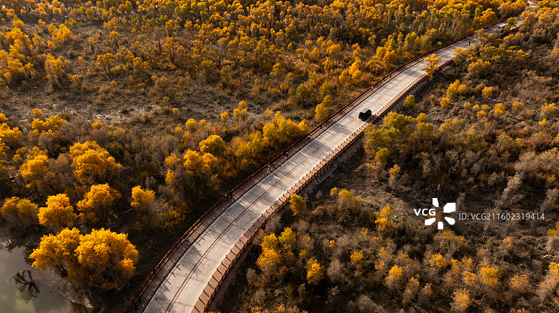 俯瞰新疆轮台塔里木胡杨林公园秋天的景色图片素材
