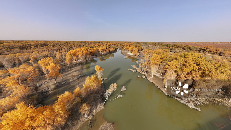 俯瞰新疆轮台塔里木胡杨林公园秋天的景色图片素材