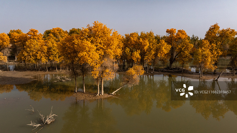 俯瞰新疆轮台塔里木胡杨林公园秋天的景色图片素材