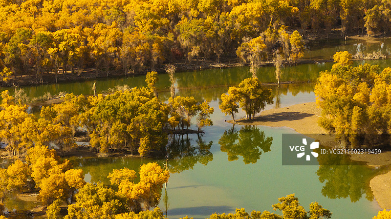 俯瞰新疆轮台塔里木胡杨林公园秋天的景色图片素材