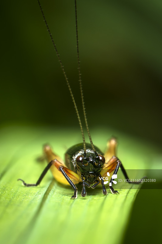 蟋蟀图片素材