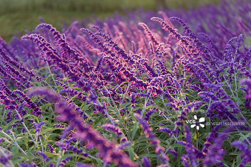 墨西哥鼠尾草 秋天北京海淀区肖家河公园图片素材
