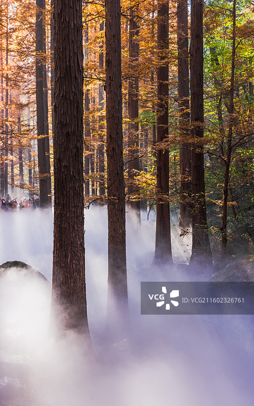 水杉林中雾图片素材