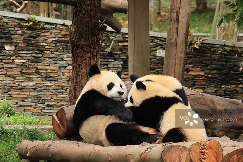 四川卧龙中华大熊猫苑神树坪基地的熊猫图片素材