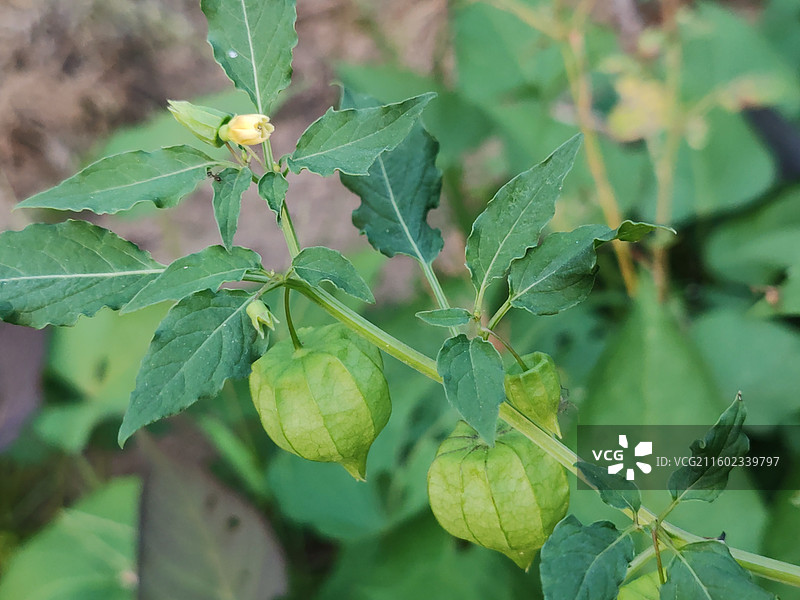 灯笼草特写图片素材