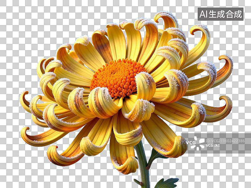 【AI数字艺术】中国二十四节气 霜降黄色菊花免抠素材图片素材