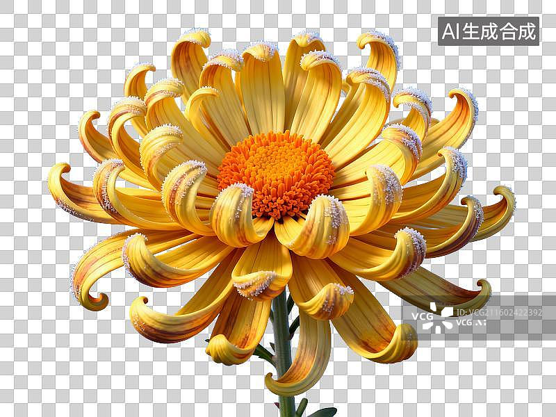 【AI数字艺术】中国二十四节气 霜降黄色菊花免抠素材图片素材