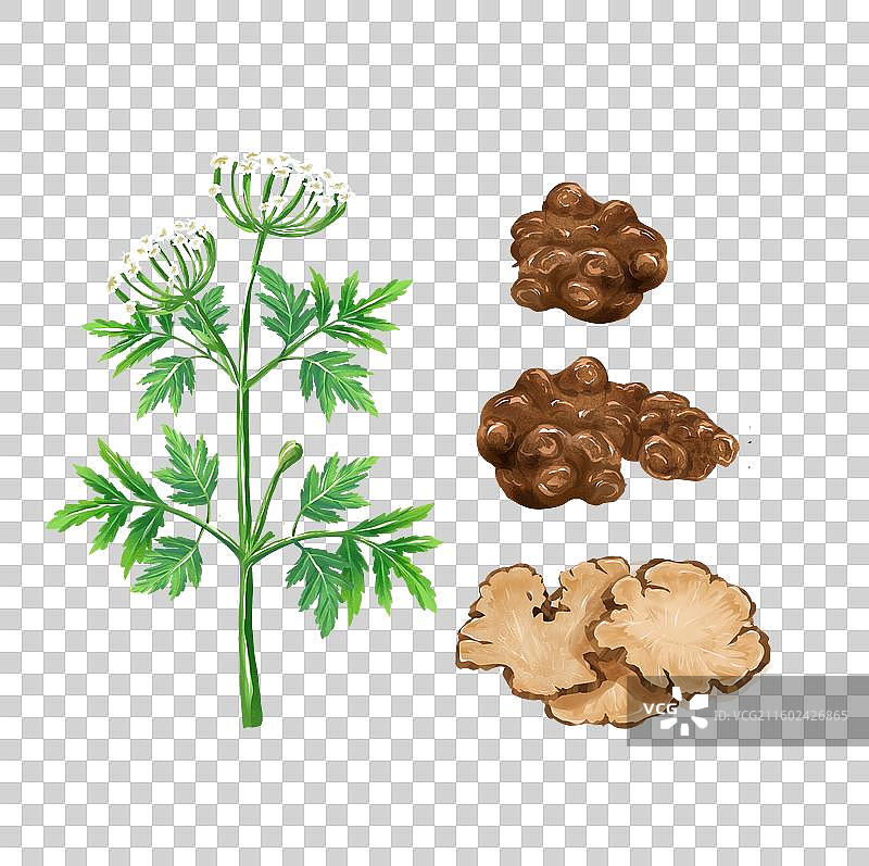 川芎中药材药材插画海报图片素材