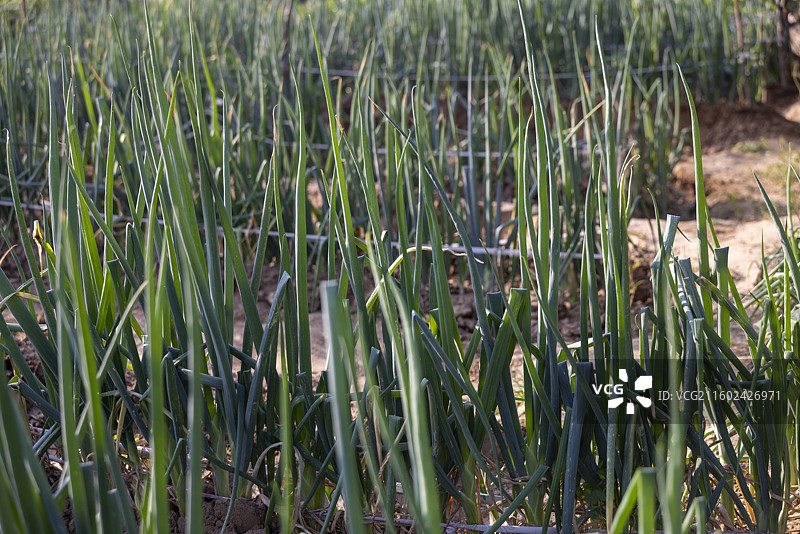 河北省石家庄市植物摄影图片，大葱图片素材