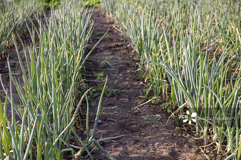 河北省石家庄市植物摄影图片，大葱图片素材