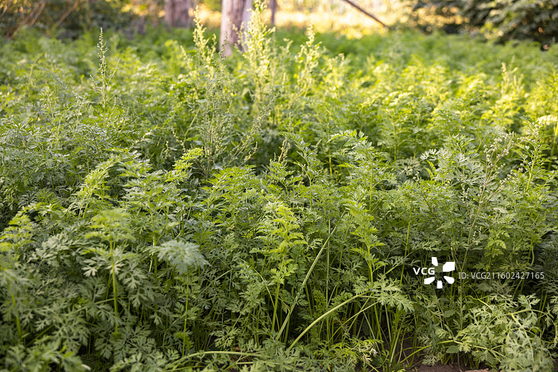 河北省石家庄市植物摄影图片，胡萝卜图片素材