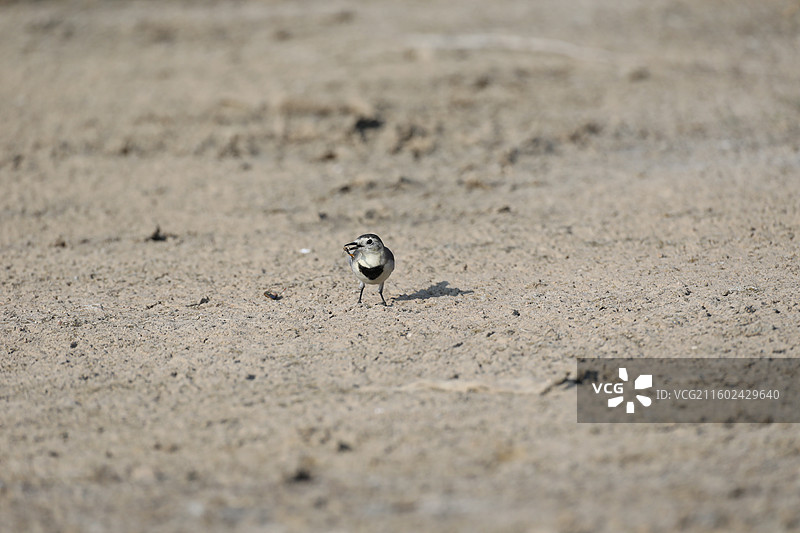 白鹡鸰图片素材