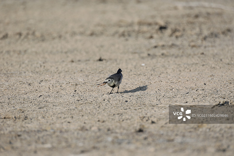 白鹡鸰图片素材