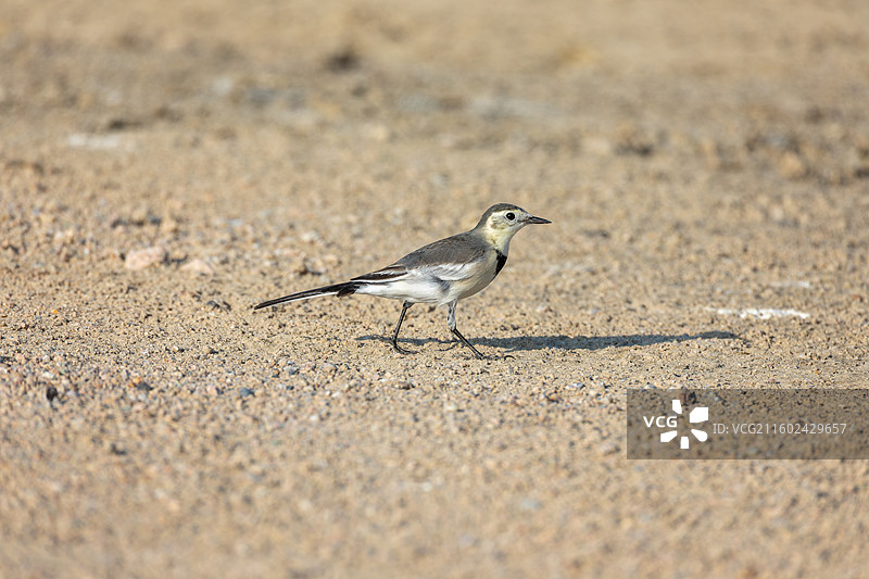 白鹡鸰图片素材