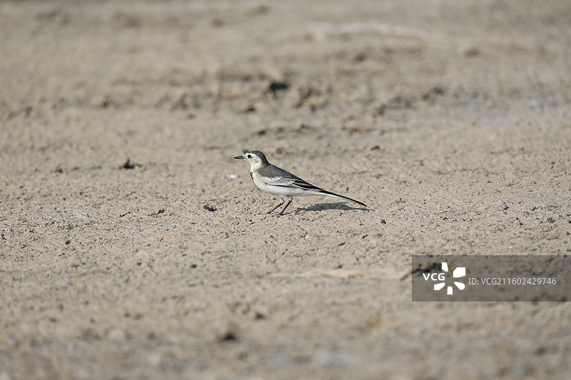 白鹡鸰图片素材